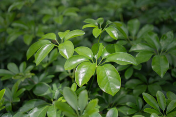 Plant specific