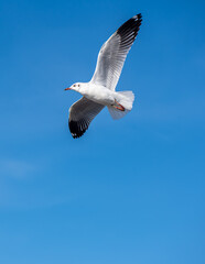 Seagulls flying on the beautiful blue sky, some chasing after food to eat at Bangpu, Samutprakarn in Thailand.