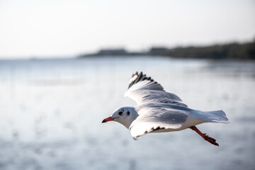 Seagulls standing on the rail, prepare to take off into the sea shore area or resting on the ramp.