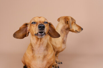  Two dachshunds relaxing side by side – pet companionship and calm behavior concept
