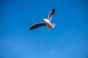 Seagulls flying on the beautiful blue sky, some chasing after food to eat at Bangpu, Samutprakarn in Thailand.