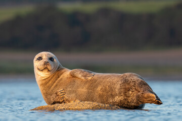 Common or harbour seal (Phoca vitulina) at sunset, Isle of Bute, Scotland