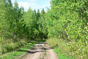 Dirt Road Through Lush green Forest in a sunny day