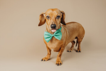 Dachshund in green bow tie smiling for happiness, humor or joyful pet lifestyle stock concept