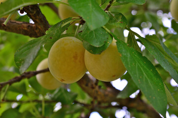 Close-up of ripe yellow plums hanging from a tree branch with green leaves