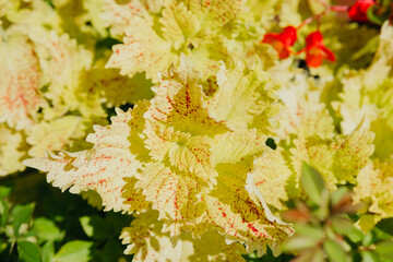 Coleus blumei variegated yellow red leaves for ornamental foliage and tropical garden concept
