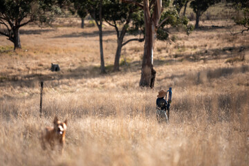 female farmer fencing on a farm reeling a electric fence a farm putting up a steel post fence with high tensile wire in australia women working in agriculture farming