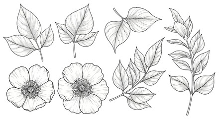Fototapeta premium Detailed monochrome illustration of various leaves and flowers, artfully rendered.