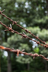 Rusty Barbed Wire Fence in Blurred Forest Setting