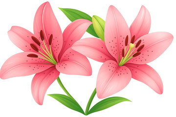 Fototapeta premium Two pink lily flowers Isolated on white background
