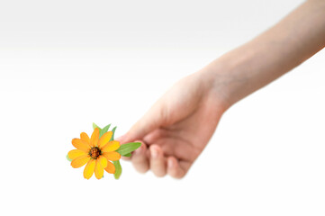 A woman's hand is holding a yellow flower on white background