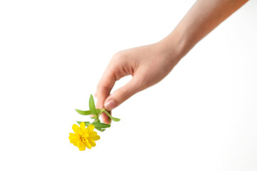 A woman's hand is holding a yellow flower on white background