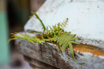 A solitary fern rests on weathered wood, its delicate leaves a vivid contrast to the textured surface. The scene captures a moment of natural beauty and highlights nature's resilience.