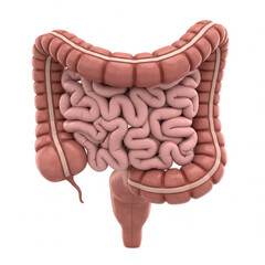 small Large intestine organ, 3d rendering, illustration, isolated on white background