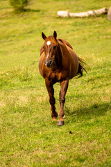 Fototapeta premium horse in the meadow