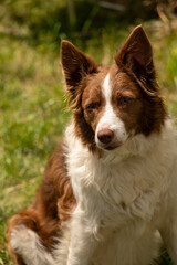 border collie dog