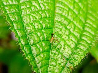 Striking close-up of vibrant green leaf with delicate long-legged fly resting peacefully on its surface