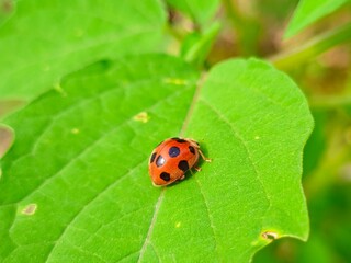 Vibrant ladybug resting on a lush green leaf in a garden setting, bringing nature's beauty to life