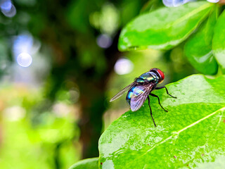 Vibrant iridescent fly perched on lush green leaf, showcasing nature's intricate beauty in macro detail