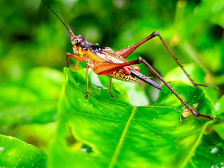 Detailed close-up of a delicate katydid perched on vibrant green leaf in lush tropical environment