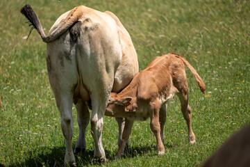 cows in the meadow