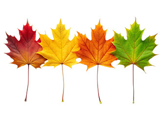 Four vibrant maple leaves displaying the spectrum of autumn colors against black