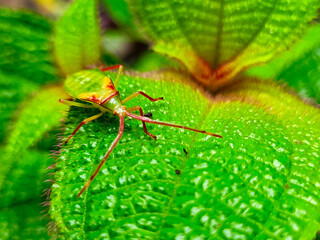Stunning macro shot of vibrant green leaf and delicate colorful bug in natural sunlight outdoors