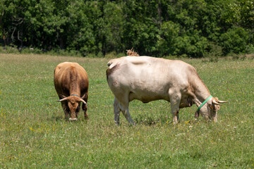 cows in the field