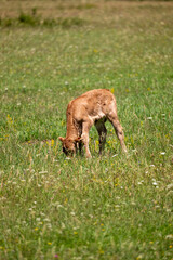 deer eating grass
