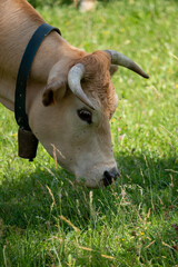cow in a field