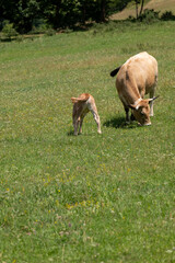 cow on the meadow