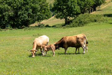 Fototapeta premium herd of horses