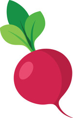 Radish Illustration.eps