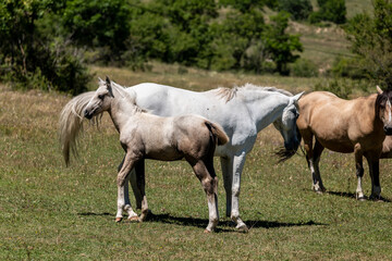Fototapeta premium two horses running