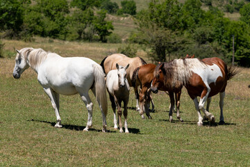 horses in the meadow