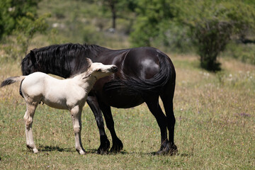 mare and foal
