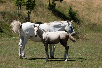 Obraz premium horse and foal