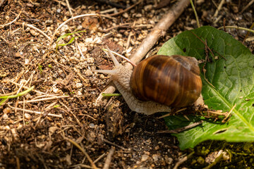 snail on leaf