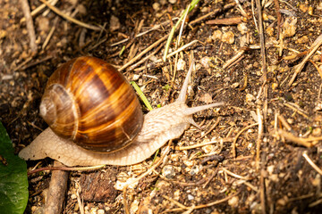 snail on a leaf