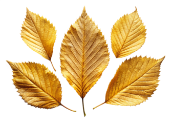 Five golden autumn leaves arranged in a fan shape against a black background