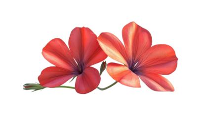 Two vibrant, stylized flowers in coral-red