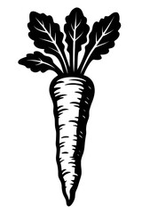 Fresh Carrot Root Vegetable - An Illustration for Organic Food and Healthy Eating