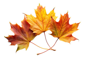 Fototapeta premium Vibrant autumn maple leaves displaying a spectrum of warm fall colors against black