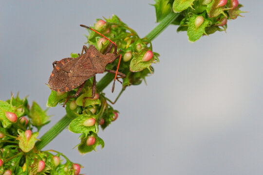 Une punaise Cor&eacute;e Margin&eacute;e sur les fleurs de l'oseille sauvage (Coreus marginatus)