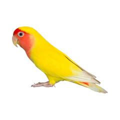 Rosy-Faced Lovebird (Agapornis roseicollis) Isolated on a White Background with Copy Text Space. Exotic Parrot Species Element for Wildlife Posters, Cultural Themes, and Nature-Inspired Designs. PNG 