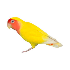 Rosy-Faced Lovebird (Agapornis roseicollis) Isolated on a White Background with Copy Text Space. Exotic Parrot Species Element for Wildlife Posters, Cultural Themes, and Nature-Inspired Designs. PNG 