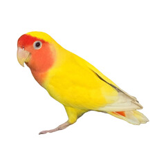 Rosy-Faced Lovebird (Agapornis roseicollis) Isolated on a White Background with Copy Text Space. Exotic Parrot Species Element for Wildlife Posters, Cultural Themes, and Nature-Inspired Designs. PNG 
