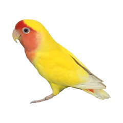 Rosy-Faced Lovebird (Agapornis roseicollis) Isolated on a White Background with Copy Text Space. Exotic Parrot Species Element for Wildlife Posters, Cultural Themes, and Nature-Inspired Designs. PNG 