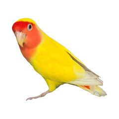 Rosy-Faced Lovebird (Agapornis roseicollis) Isolated on a White Background with Copy Text Space. Exotic Parrot Species Element for Wildlife Posters, Cultural Themes, and Nature-Inspired Designs. PNG 