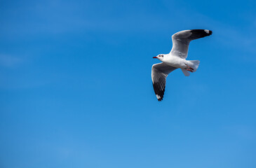Seagulls flying on the beautiful blue sky, some chasing after food to eat at Bangpu, Samutprakarn in Thailand.